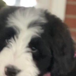 Meet your Posher, Kellie